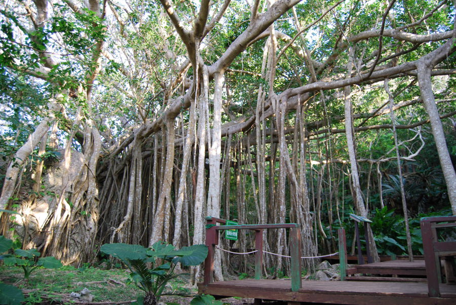 キジムナー（沖縄の妖精）が棲むともいわれる御願ガジュマル