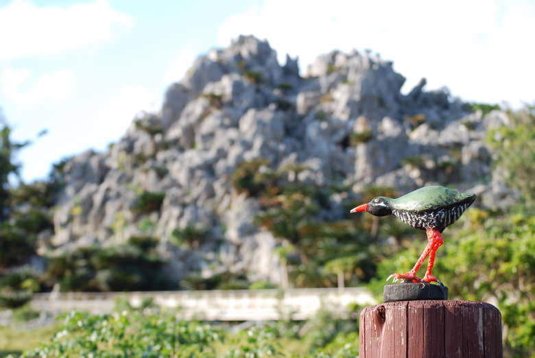 大石林山で羽根をのばすヤンバルクイナを発見!?