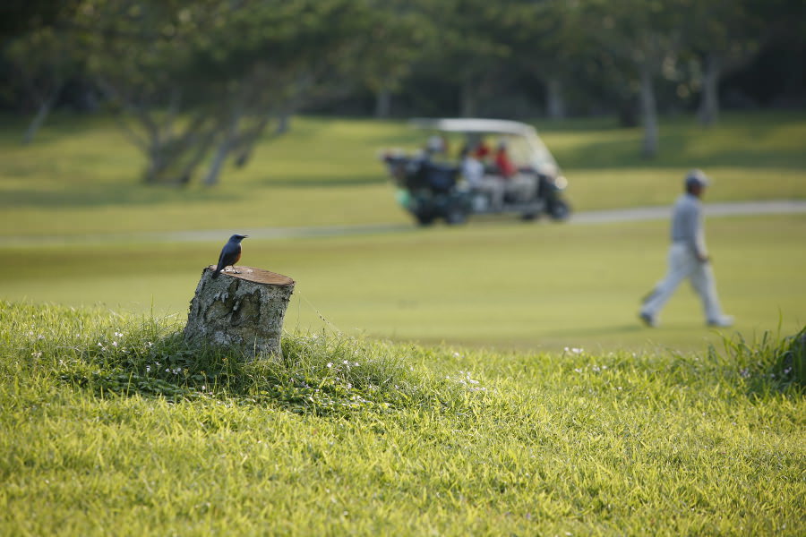 どこからか飛んできたイソヒヨドリが、勝負の行方を見守る