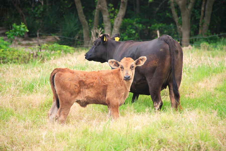 放牧地ではたくさんの牛に出合える。牛からじっと見られることも