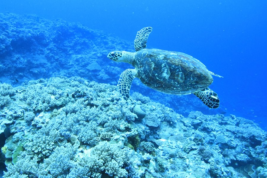 黒島の海でダイビングをすると運がよければウミガメに出合える