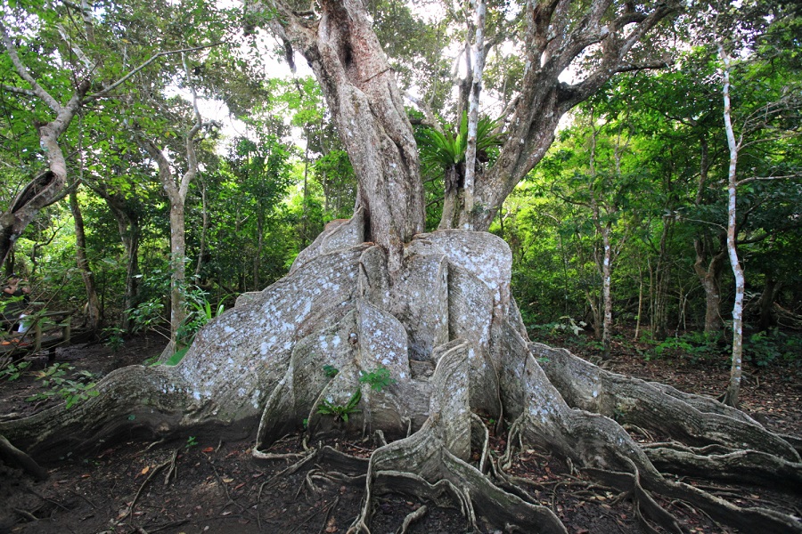 平べったい根っこが特徴のサキシマスオウノキ