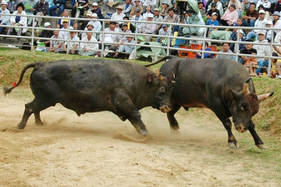 闘牛は昔から沖縄で親しまれてきた大衆娯楽
