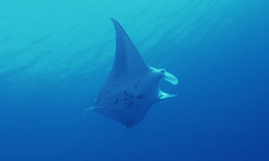 ビーチでは、マリンアクティビティが充実