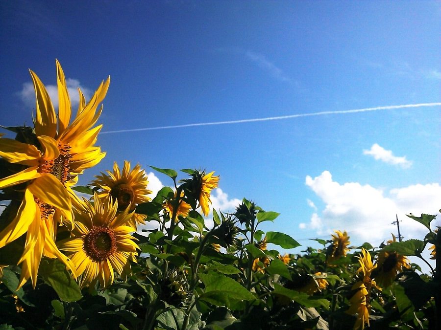北中城村の冬の風物詩「ひまわり畑」