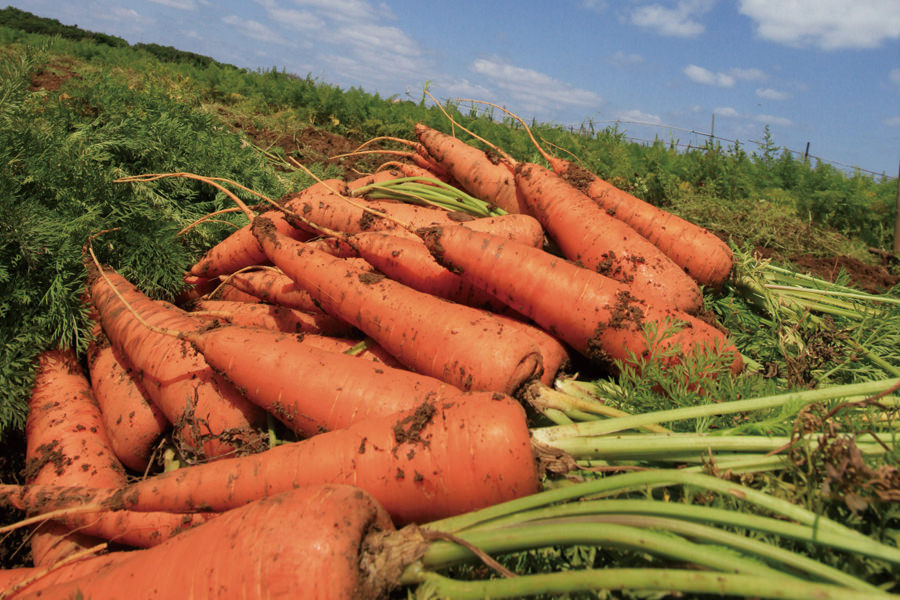 糸満産ニンジン「美らキャロット」。その甘さはまるでフルーツ