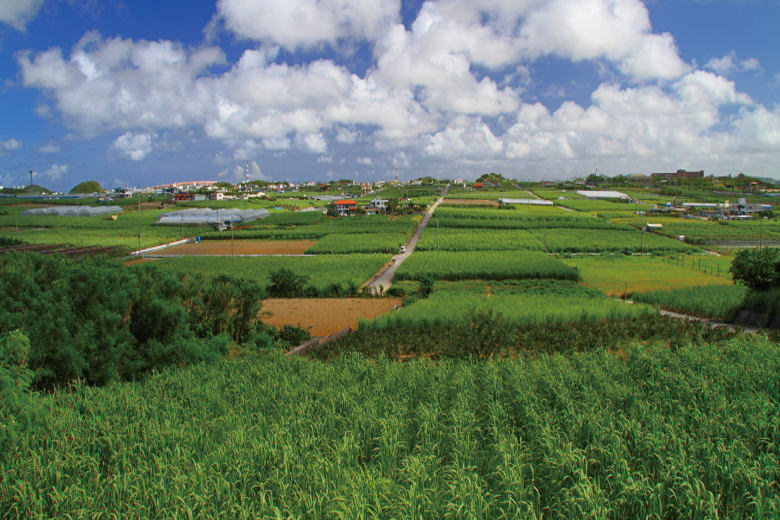 サトウキビ畑から伝わる、のどかな沖縄時間