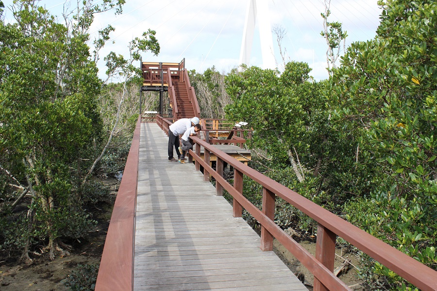 漫湖水鳥・湿地センターのマングローブ散策路で希少種生物を観察