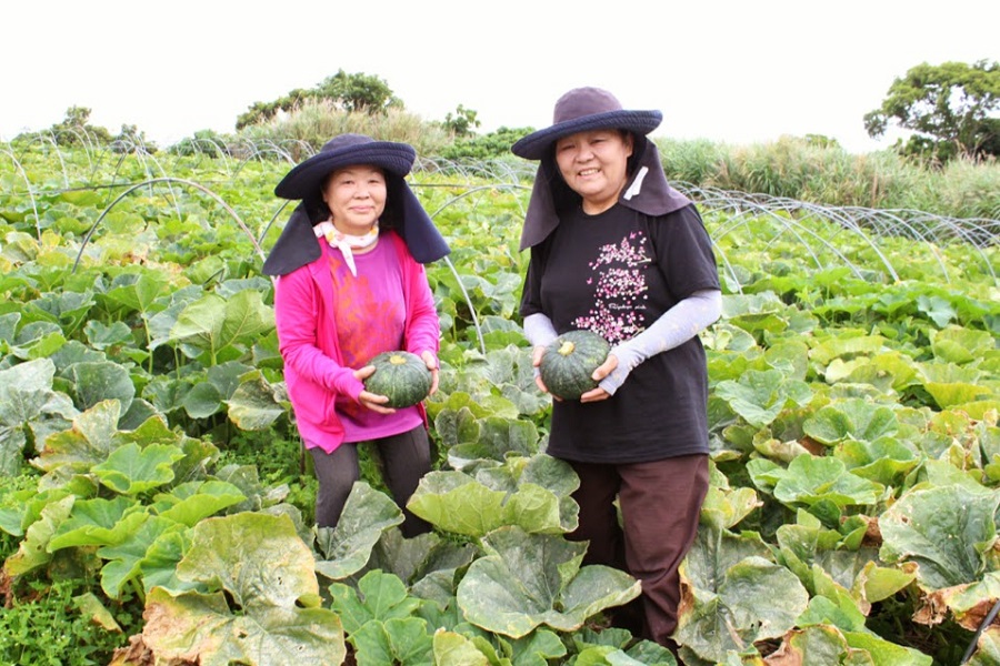 県外で高値で取引されている南風原産のかぼちゃ