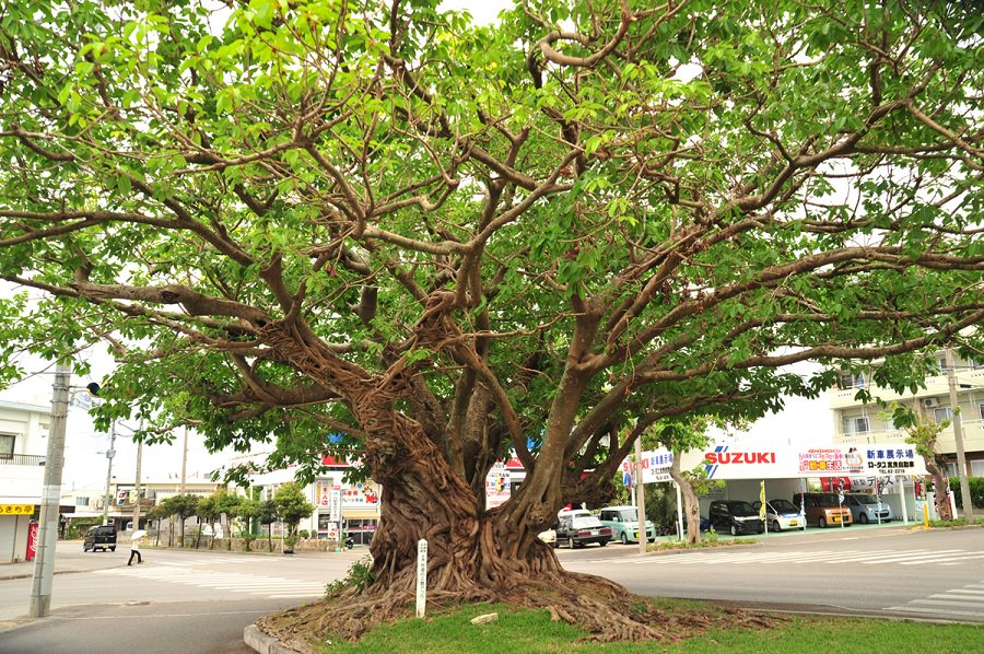 とぅばらーまの歌碑がある、なかどぅ道の三番アコウの木