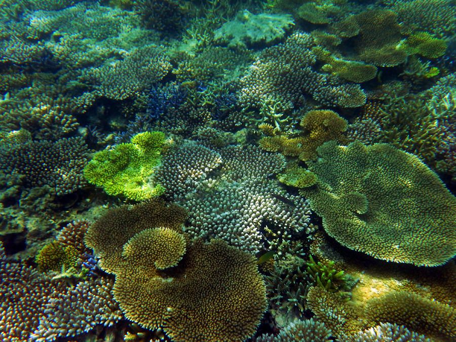 絨毯のように広がる色とりどりのサンゴ礁