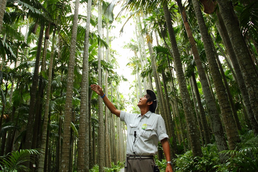 ユスラヤシ並木を案内するガイドの飯村さん