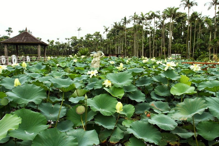 雨の日と蓮の花はよく似合う