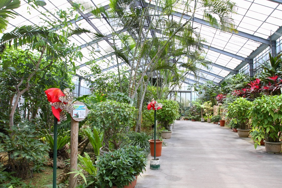 蝶々ハウスの中は熱帯の植物や蝶々たちの楽園