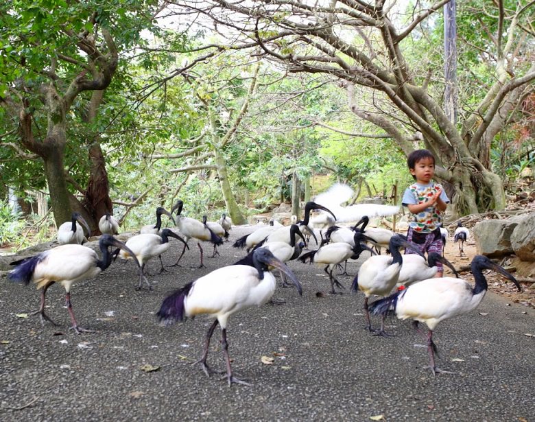 「ネオパークオキナワ」人気の自然動植物公園の魅力