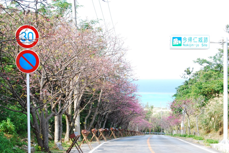 今帰仁城跡前の道路。桜の季節はピンク色に染まる