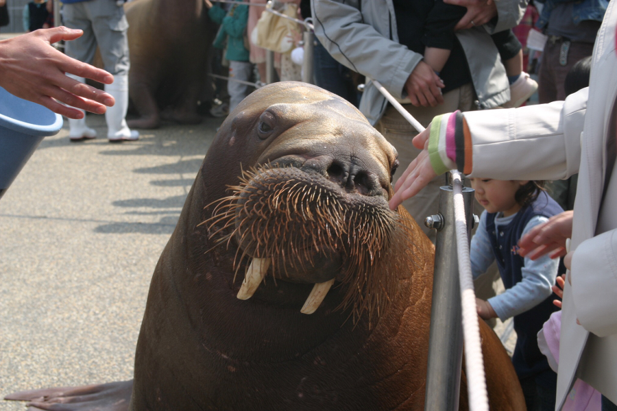 ショーの後の「ふれあいタイム」には、触れ合いや記念撮影を