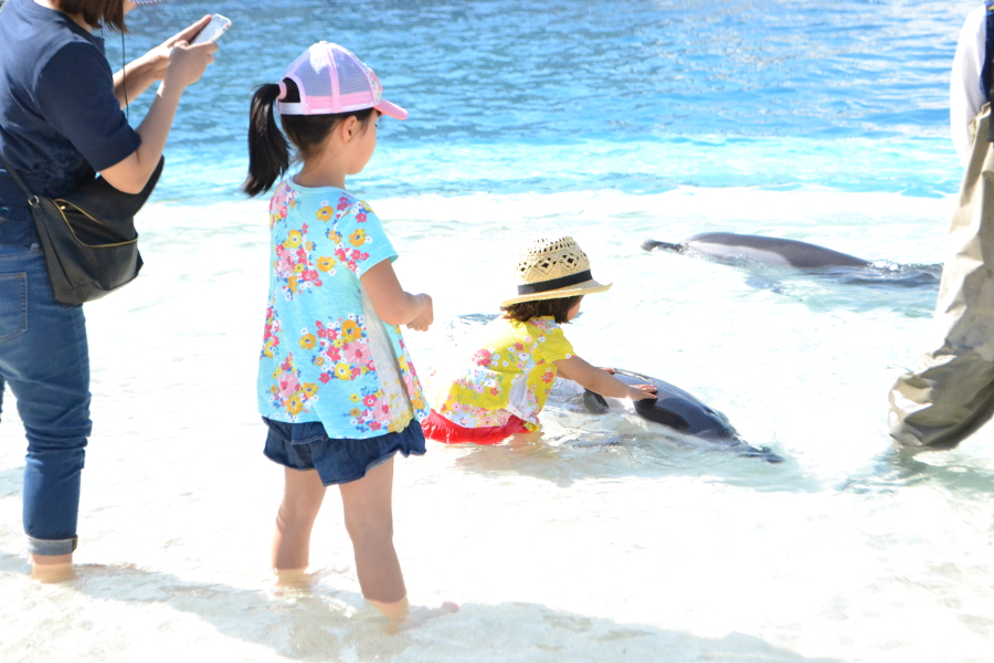 自然のままの動物たちと触れ合えるビーチ