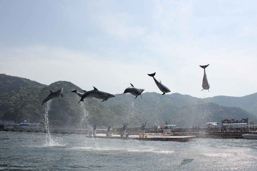 自然の海でのイルカのダイナミックなパフォーマンス