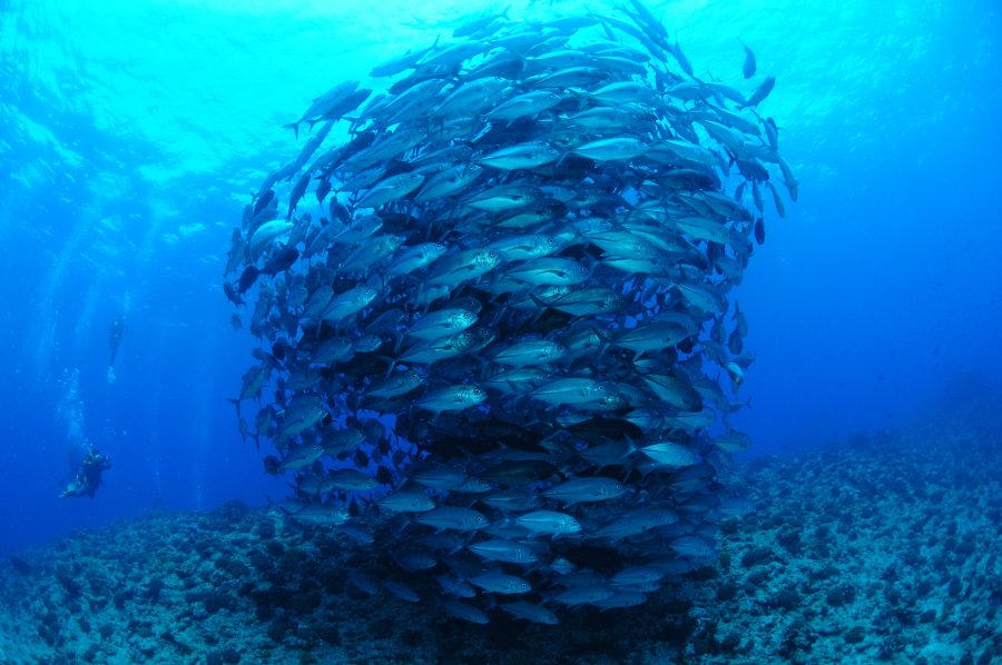 大迫力！ギンガメアジのトルネード