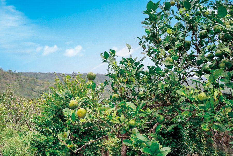 大宜味村はシークヮーサーの県内生産70％を占める