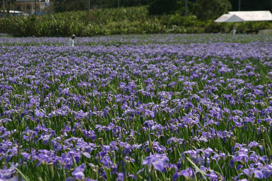 喜如嘉のオクラレルカ