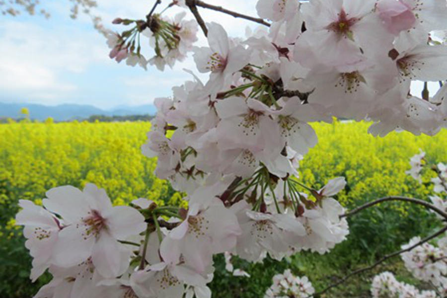 桜の花と菜の花に囲まれた古墳は、全国でもここでしか見られない