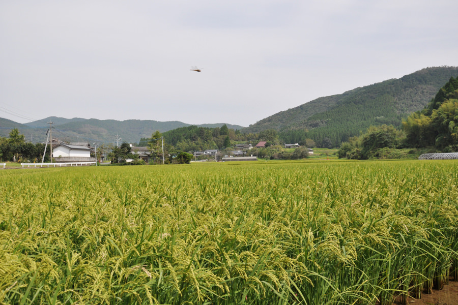 田園風景が広がる平山温泉郷では、秋には稲穂がたわわに実る