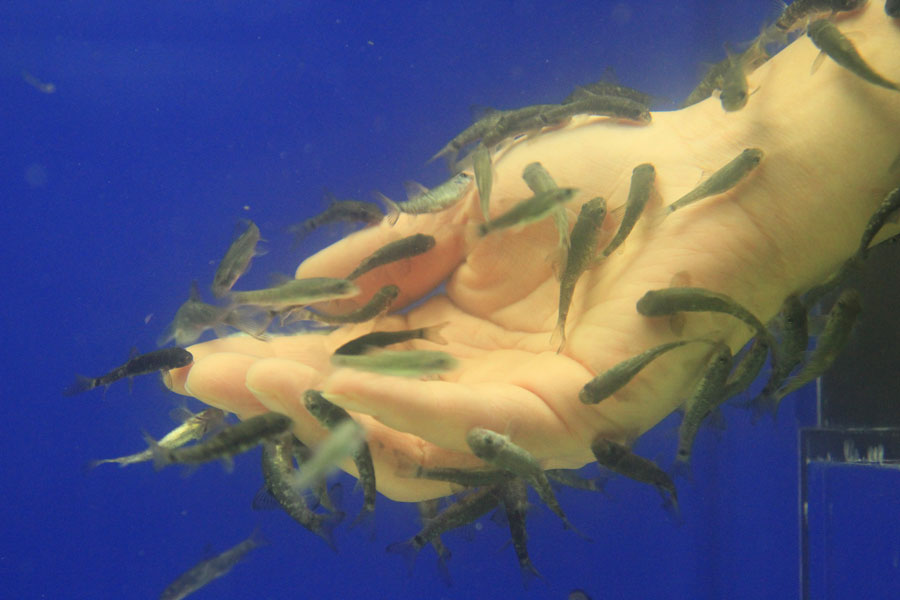 ドクターフィッシュ