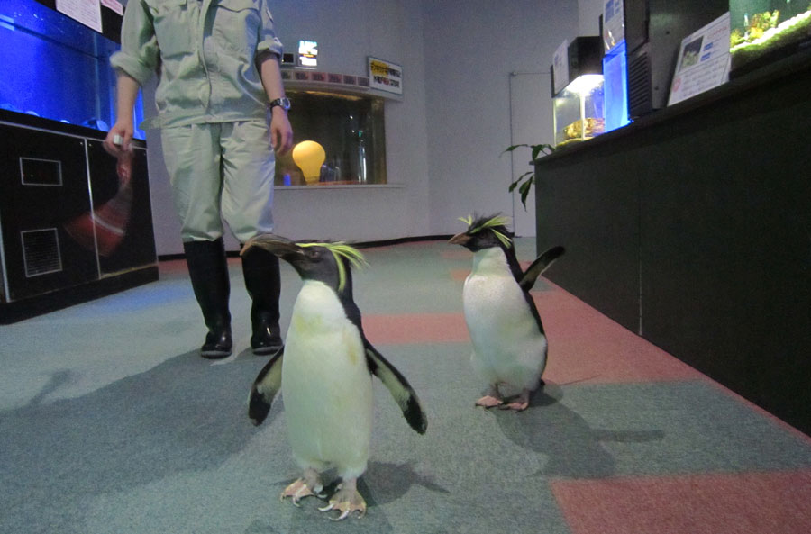 ペンギンガイドツアー