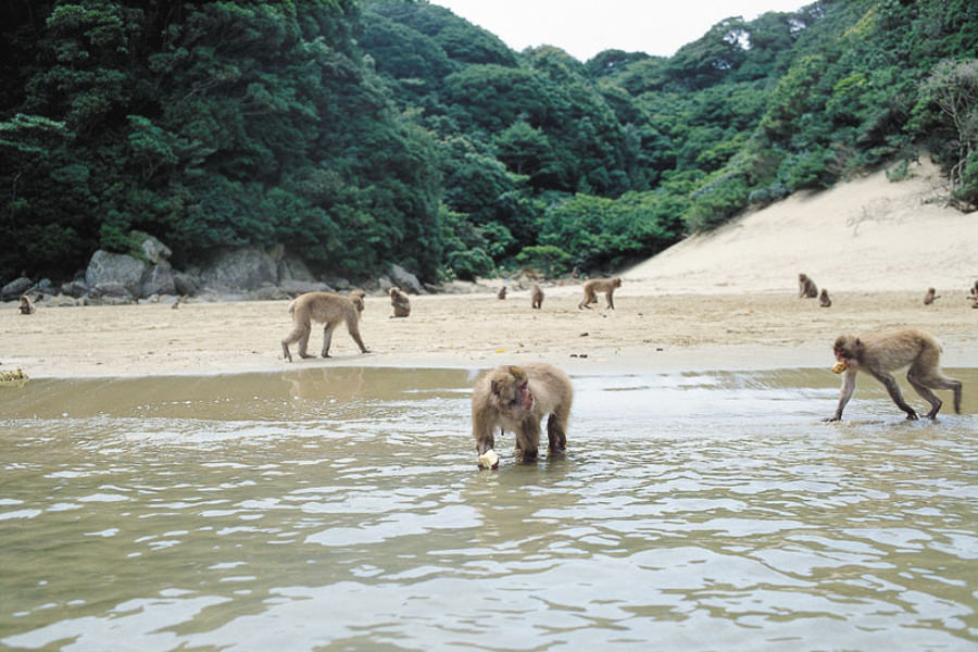 串間市幸島には、芋を洗って食べる“文化猿”の姿も