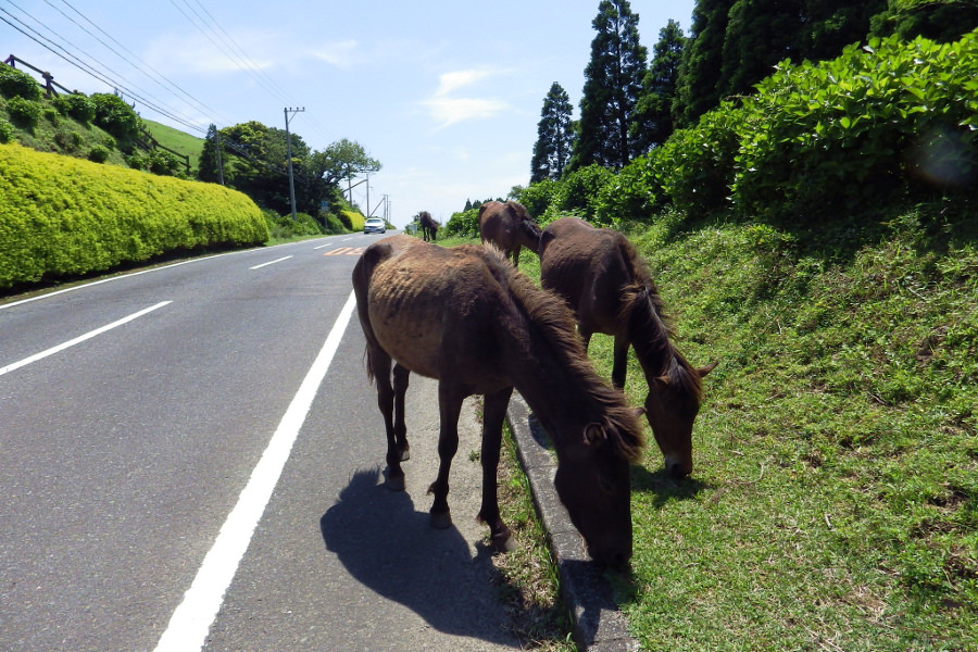 御崎馬の生態を守るため人間が守るべき独自のルールが