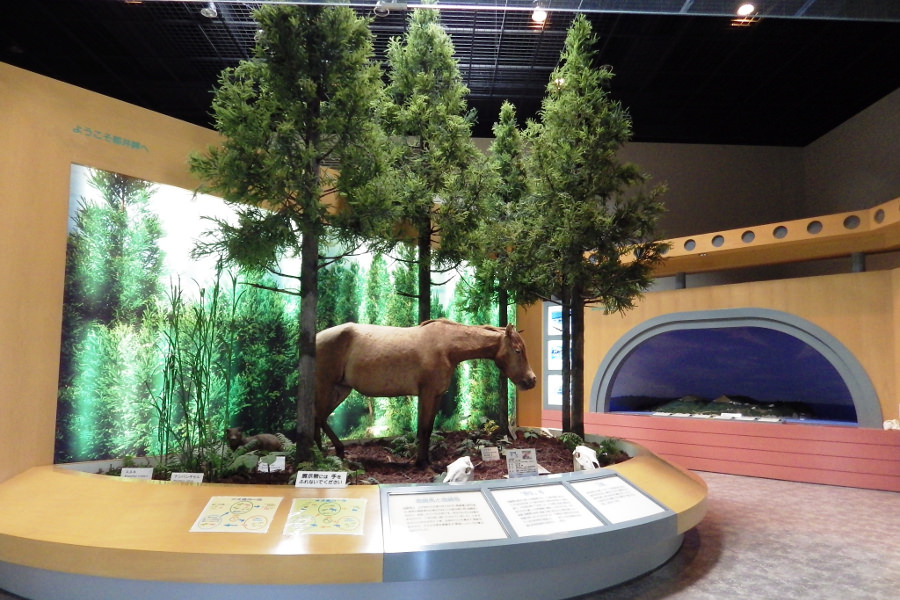 都井岬の自然についてガイド付きで学べる「うまの館」