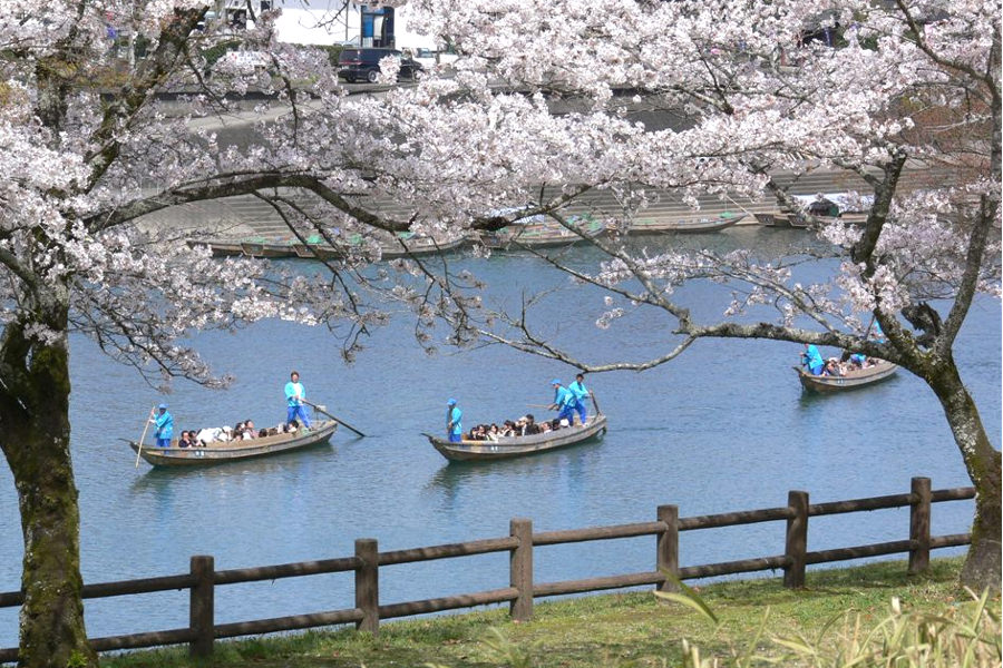 春は球磨川に沿うように人吉城跡の石垣に桜が咲く