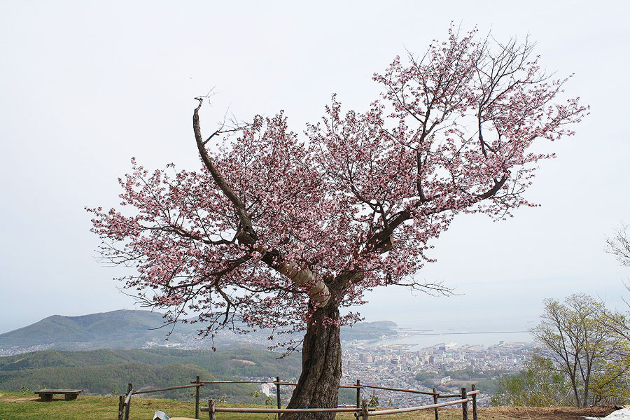 天狗山の桜
