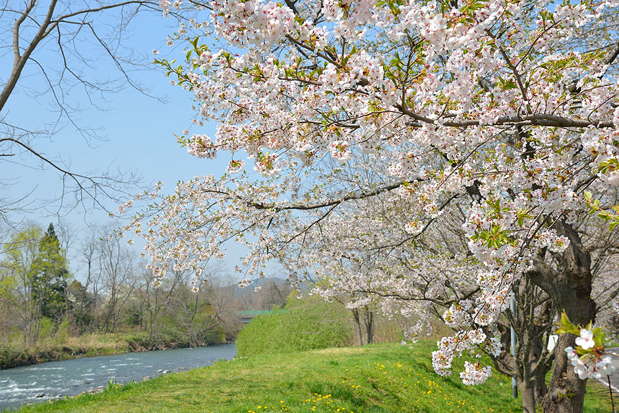 大野川沿いの桜並木。北斗市には多彩な種類の桜が咲く