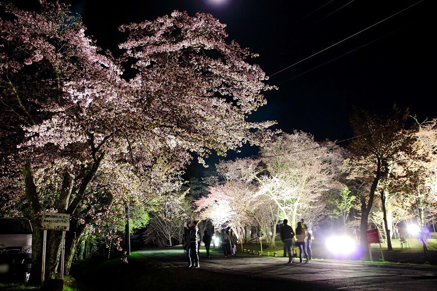旭山公園　夜桜