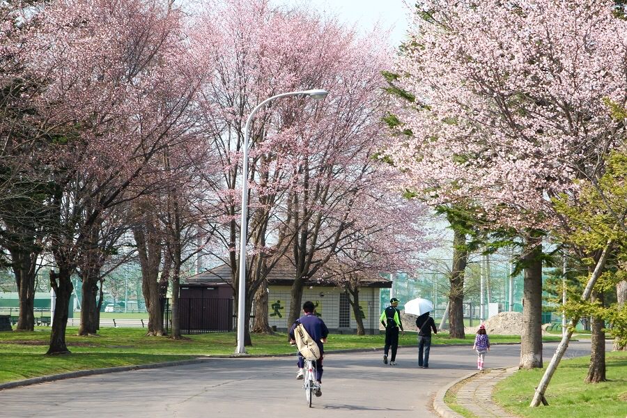 花咲スポーツ公園の桜