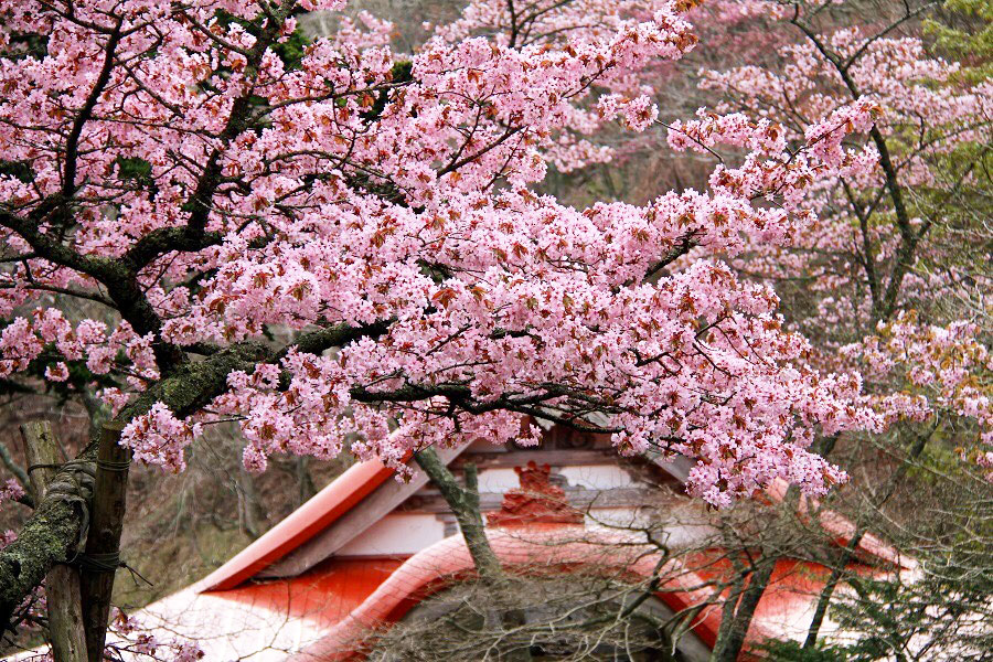 北海道ならではの桜の楽しみ方 花見ガイド たびらい北海道