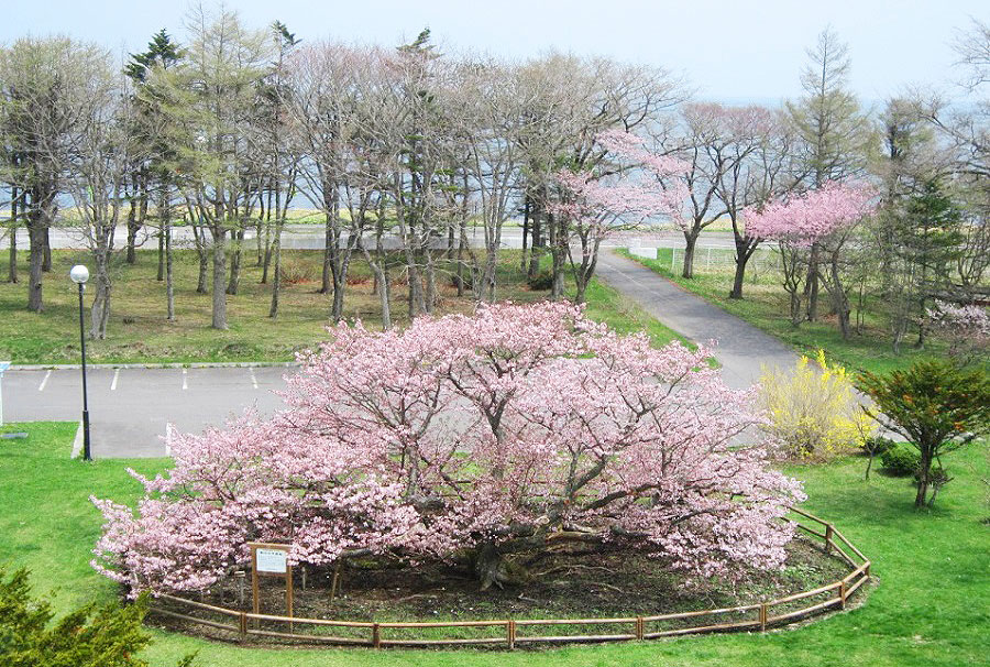 道東の別海町、野付小学校にあるチシマザクラの巨木