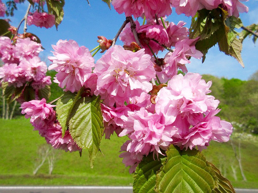 北海道ならではの桜の楽しみ方 花見ガイド たびらい北海道