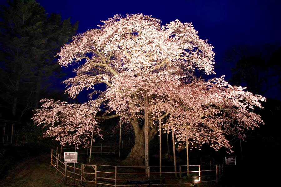 幌萌の大桜夜桜
