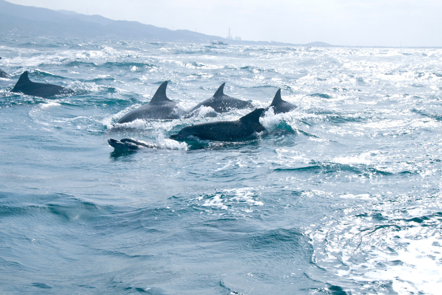 イルカが安心して暮らせる通詞島周辺