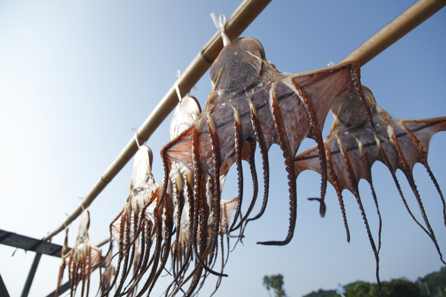 海岸沿いにつるされる干しダコは、天草の夏の風物詩