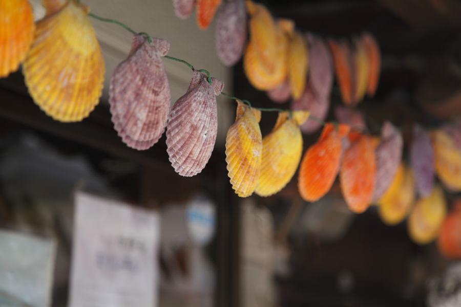 色彩豊かなヒオウギ貝（緋扇貝）