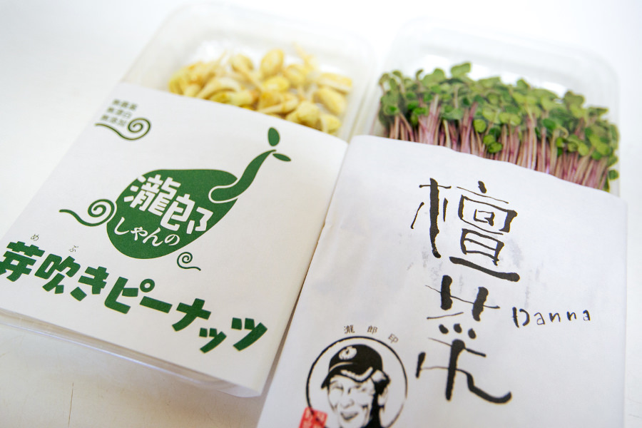 芽吹きピーナッツとかいわれ大根「壇菜」