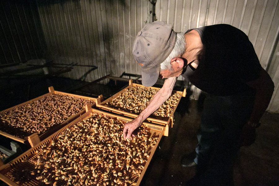 “芽吹きピーナッツ”の栽培所