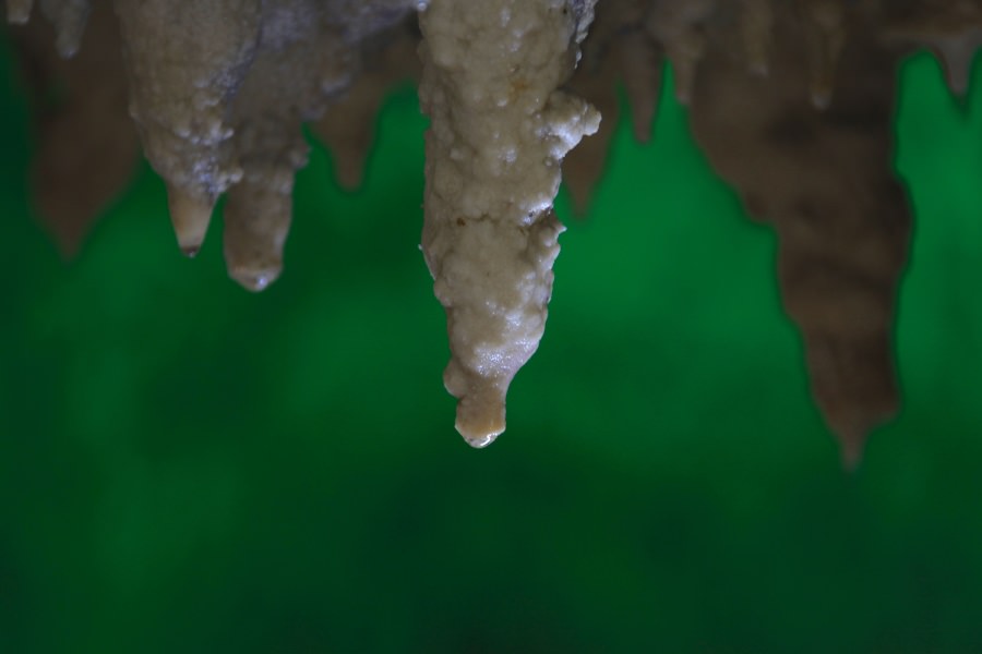 鍾乳洞の赤ちゃん。少しずつ成長する様子を見られる