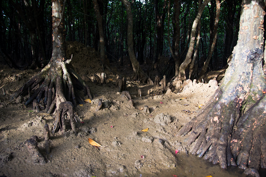沼地の部分にはシオマネキなど珍しい生き物が生息している