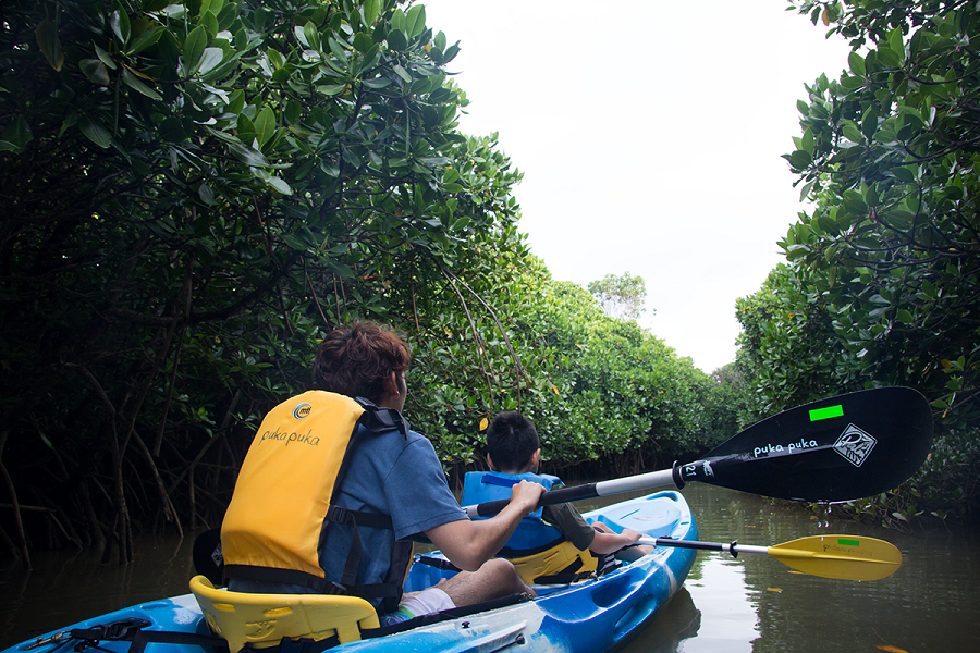 幅が狭い支流はヒルギが生い茂り、まるでジャングルのよう